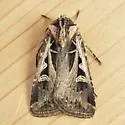 Tricose Dart - Hodges#10675 - photo 2