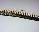 Tricose Dart - Hodges#10675 - photo 3