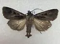 Tricose Dart - Hodges#10675 - photo 4