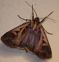 Tricose Dart - Hodges#10675 - photo 5