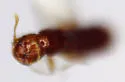 Fenderia chandleri - photo 2