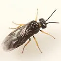 Fenella nigrita - photo 5