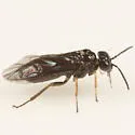 European Alder Leaf-mining Sawfly