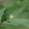 European Alder Leaf-mining Sawfly - photo 2