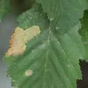 European Alder Leaf-mining Sawfly - photo 3