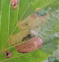 European Alder Leaf-mining Sawfly - photo 4