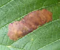 European Alder Leaf-mining Sawfly - photo 5
