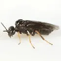Birch Leaf-mining Sawfly