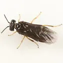 Birch Leaf-mining Sawfly - photo 2