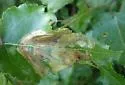 Birch Leaf-mining Sawfly - photo 3