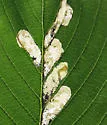 Birch Leaf-mining Sawfly - photo 4