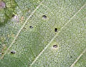 Birch Leaf-mining Sawfly - photo 5