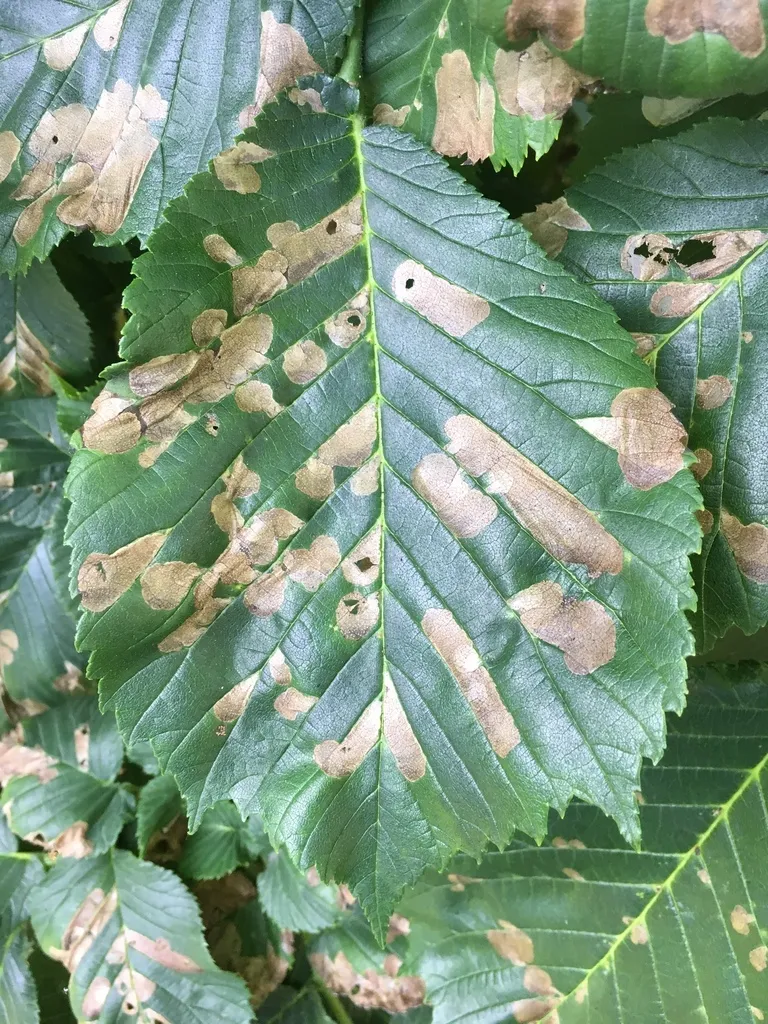 Elm Leafminer - photo 2