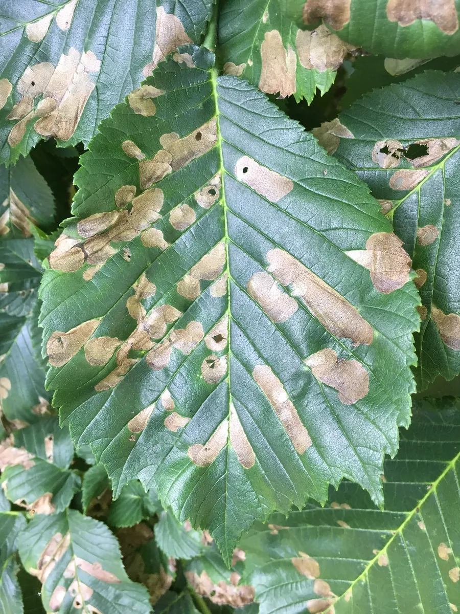Elm Leafminer - photo 3