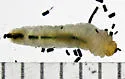 Elm Leafminer