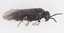 Elm Leafminer - photo 2