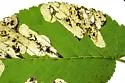 Elm Leafminer - photo 3