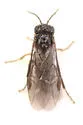 Elm Leafminer - photo 4