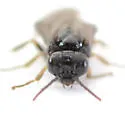 Elm Leafminer - photo 5