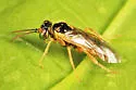 Fenusella populifoliella
