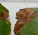 Fenusella populifoliella - photo 2