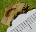 Fenusella populifoliella - photo 3