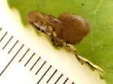 Fenusella populifoliella - photo 4