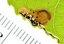 Fenusella populifoliella - photo 5