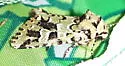 Comstock's Sallow - Hodges#10008