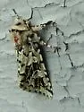 Comstock's Sallow - Hodges#10008 - photo 2