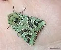 Comstock's Sallow - Hodges#10008 - photo 3