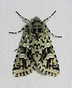 Comstock's Sallow - Hodges#10008 - photo 4