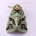 Comstock's Sallow - Hodges#10008 - photo 5