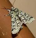 Deceptive Sallow - Hodges#10006