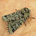 Deceptive Sallow - Hodges#10006 - photo 2
