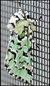 Deceptive Sallow - Hodges#10006 - photo 3