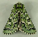 Deceptive Sallow - Hodges#10006 - photo 4
