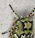 Deceptive Sallow - Hodges#10006 - photo 5