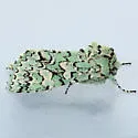 Feralia februalis - Hodges#10009