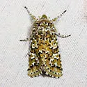Feralia februalis - Hodges#10009 - photo 2