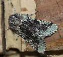 Major Sallow - Hodges#10007 - Feralia major