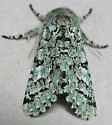 Major Sallow - Hodges#10007 - photo 3