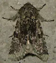 Major Sallow - Hodges#10007 - photo 4