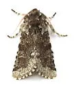 Major Sallow - Hodges#10007 - photo 5
