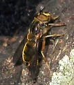Ferdinandea buccata