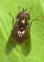 Ferdinandea croesus - Ferdinandea croesus