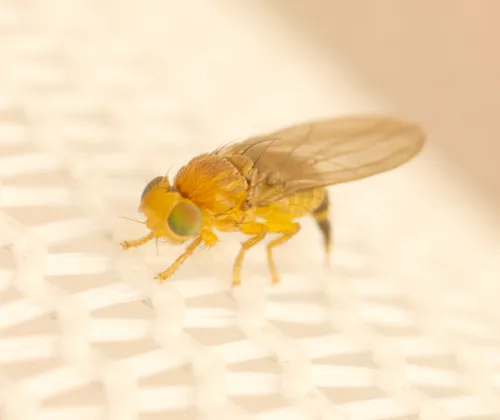Fergusoninidae - Fergusoninidae