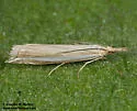 Fernandocrambus harpipterus - Hodges#5389 - photo 3
