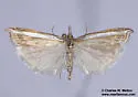 Fernandocrambus harpipterus - Hodges#5389 - photo 4