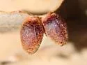 Andricus amphorus